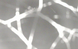 Ski Areál Opálená