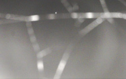 Ski Areál Opálená