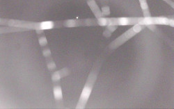 Ski Areál Opálená