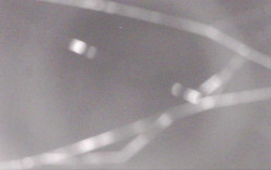 Ski Areál Opálená