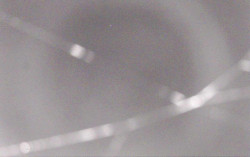 Ski Areál Opálená