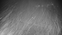 Veselíčko - zahrada u zámku