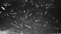 Veselíčko - zahrada u zámku