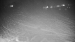 Veselíčko - zahrada u zámku