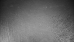 Veselíčko - zahrada u zámku