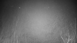 Veselíčko - zahrada u zámku