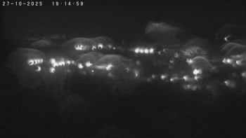 Snímek    27.10.2025 v 19:15