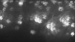 Humpolec z hradu Orlík