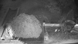 Obec Veselíčko - Veselíčko - zahrada u zámku - 8.11.2024 v 06:00 Obec Veselíčko - Veselíčko - zahrada u zámku - 8.11.2024 v 06:00