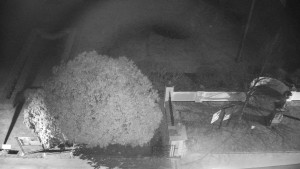 Obec Veselíčko - Veselíčko - zahrada u zámku - 28.3.2025 v 01:00 Obec Veselíčko - Veselíčko - zahrada u zámku - 28.3.2025 v 01:00