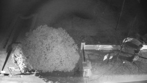 Obec Veselíčko - Veselíčko - zahrada u zámku - 28.3.2025 v 21:00 Obec Veselíčko - Veselíčko - zahrada u zámku - 28.3.2025 v 21:00