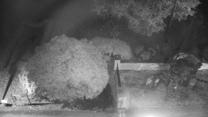 Obec Veselíčko - Veselíčko - zahrada u zámku - 29.10.2025 v 01:30 Obec Veselíčko - Veselíčko - zahrada u zámku - 29.10.2025 v 01:30