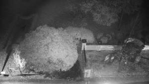 Obec Veselíčko - Veselíčko - zahrada u zámku - 29.10.2025 v 03:00 Obec Veselíčko - Veselíčko - zahrada u zámku - 29.10.2025 v 03:00