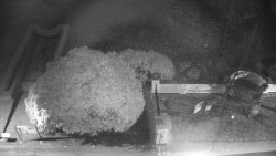 Veselíčko - zahrada u zámku