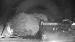 Veselíčko - zahrada u zámku