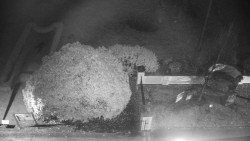 Veselíčko - zahrada u zámku