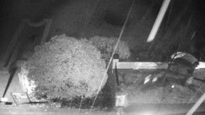 Obec Veselíčko - Veselíčko - zahrada u zámku - 17.11.2025 v 19:30 Obec Veselíčko - Veselíčko - zahrada u zámku - 17.11.2025 v 19:30