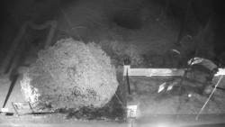 Veselíčko - zahrada u zámku