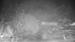 Veselíčko - zahrada u zámku