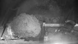 Veselíčko - zahrada u zámku