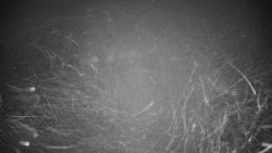 Veselíčko - park u zámku