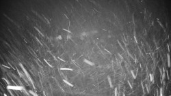 Veselíčko - park u zámku