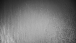 Veselíčko - park u zámku