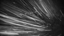 Veselíčko - park u zámku