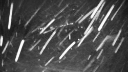 Veselíčko - park u zámku