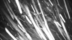 Veselíčko - park u zámku