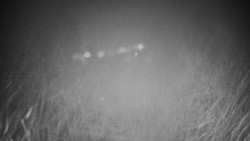 Veselíčko - park u zámku