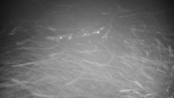 Veselíčko - park u zámku