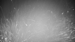 Veselíčko - park u zámku