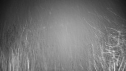 Veselíčko - park u zámku