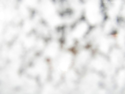 Svatý Petr, Pláně