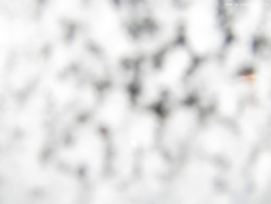 Svatý Petr, Pláně