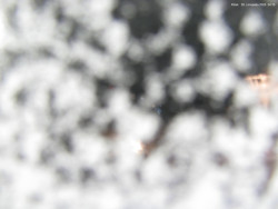 Svatý Petr, Pláně