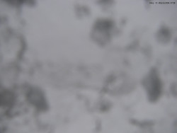 Svatý Petr, Pláně