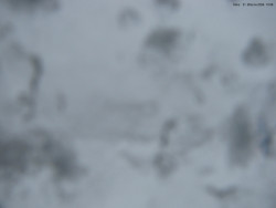 Svatý Petr, Pláně