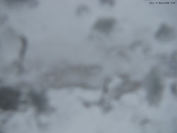 Svatý Petr, Pláně