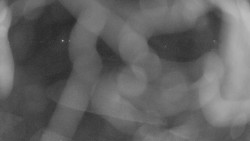 Areál koupaliště Holešov