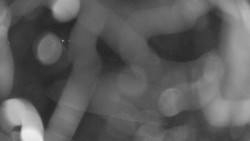 Areál koupaliště Holešov