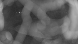 Areál koupaliště Holešov