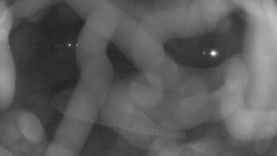 Areál koupaliště Holešov