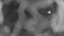 Areál koupaliště Holešov