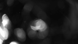 Areál koupaliště Holešov