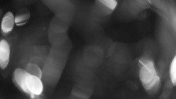 Areál koupaliště Holešov