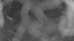 Areál koupaliště Holešov