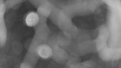 Areál koupaliště Holešov