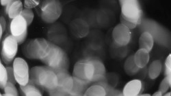 Areál koupaliště Holešov